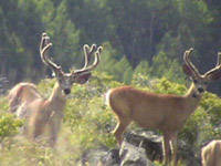 Archery Hunting Mule Deer