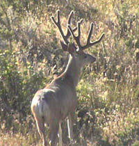 Archery Hunting Mule Deer