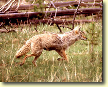 Predators (Coyote)