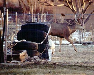 Wintertime Visitors