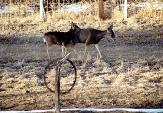 Wintertime Visitors