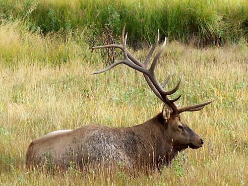 Elk Heaven