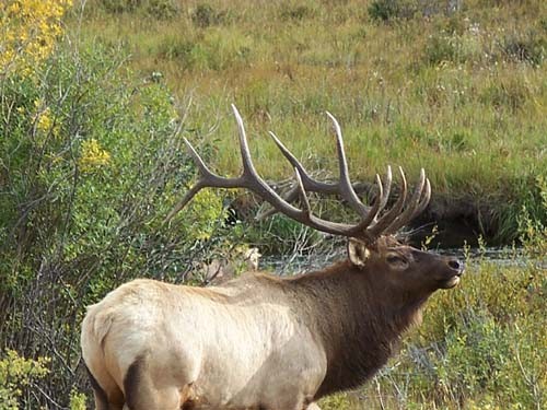 Elk Heaven