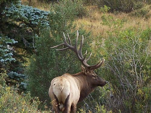 Elk Heaven