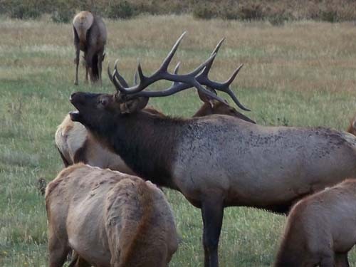 Elk Heaven