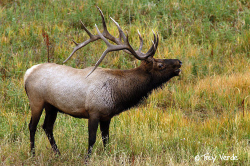 Utah Wildlife