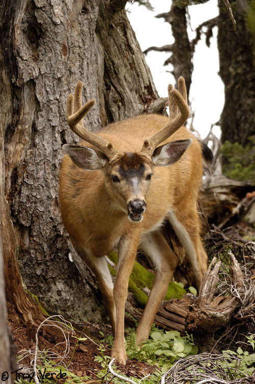 Utah Wildlife