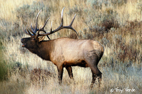Utah Wildlife