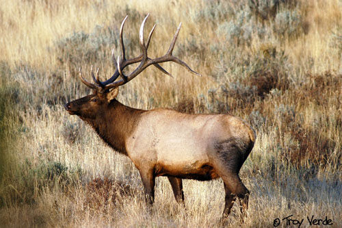 Utah Wildlife