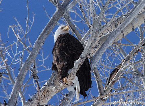 Utah Wildlife