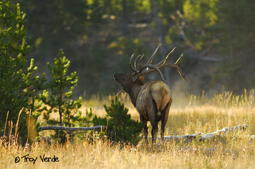 Utah Wildlife