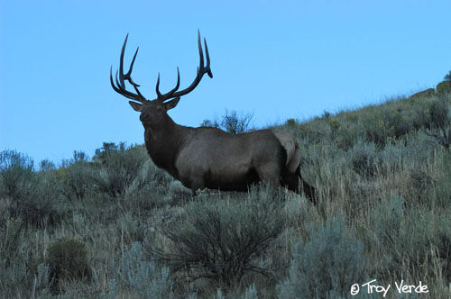 Utah Wildlife