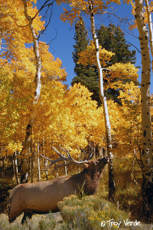 Utah Wildlife