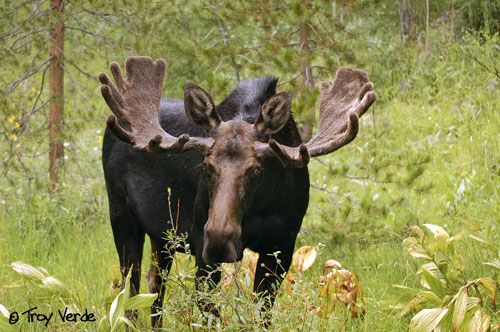 Utah Wildlife