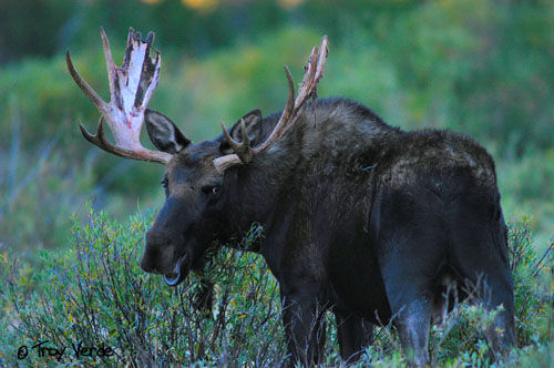 Utah Wildlife