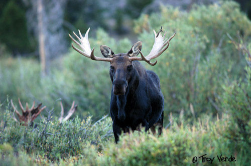 Utah Wildlife