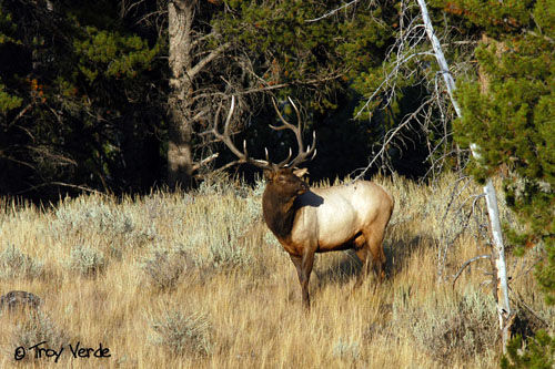 Utah Wildlife