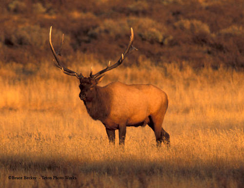 Screamin' Bulls