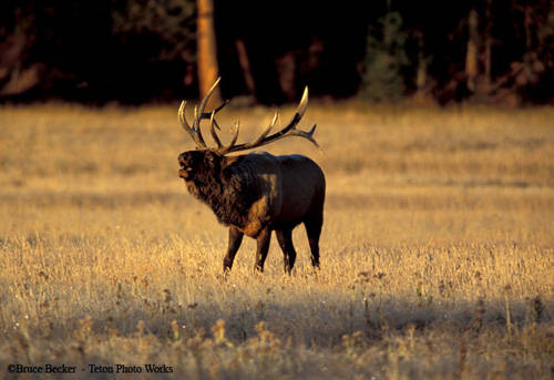 Screamin' Bulls