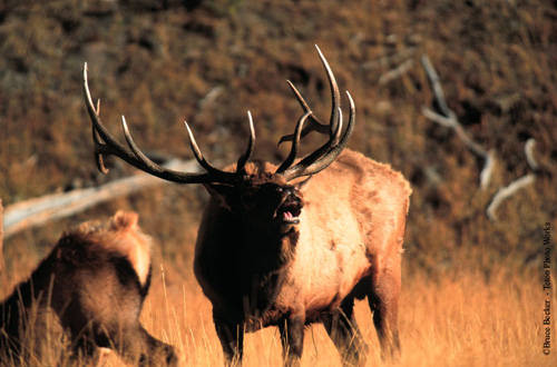 Screamin' Bulls