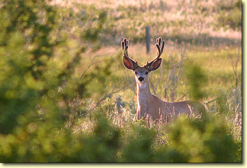 Saskatchewan Velvet III