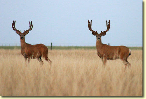 Saskatchewan Velvet III