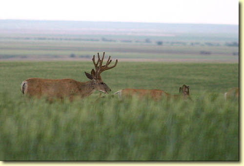 Saskatchewan Velvet III