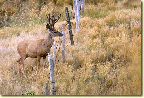 Saskatchewan Velvet III