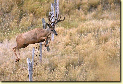 Saskatchewan Velvet III