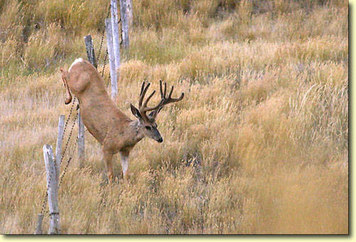 Saskatchewan Velvet III