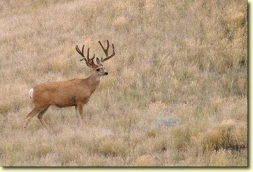 Saskatchewan Velvet III