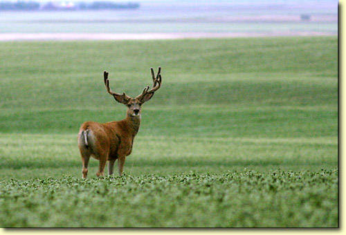 Saskatchewan Velvet III