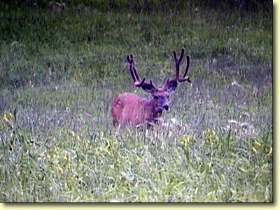 Colorado Velvet II