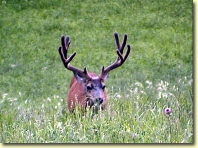 Colorado Velvet II