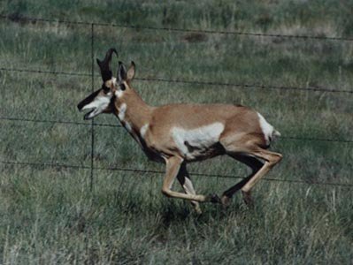 Antelope