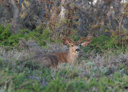 Awesome Velvet Bucks II