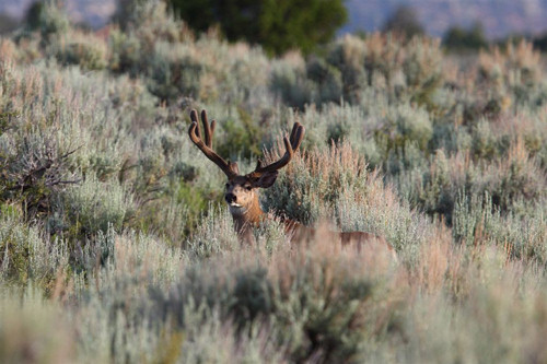 Awesome Velvet Bucks II