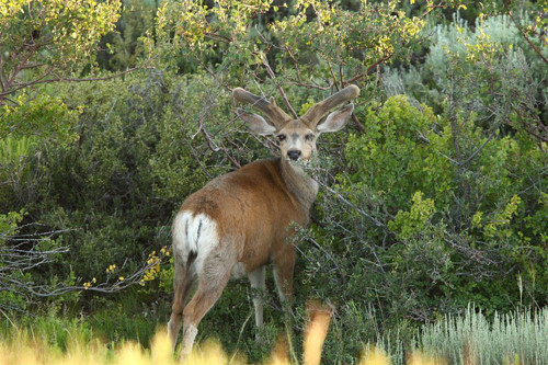 Awesome Velvet Bucks II
