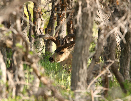 Awesome Velvet Bucks II