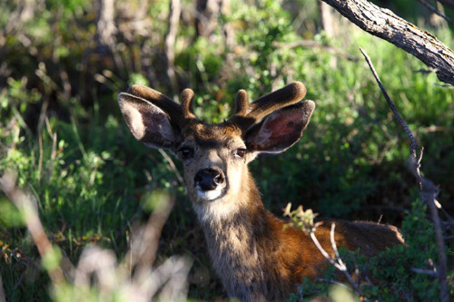 Awesome Velvet Bucks II