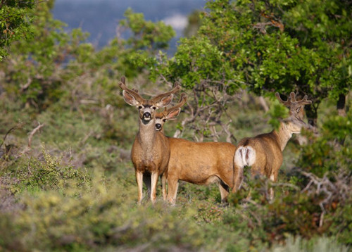 Awesome Velvet Bucks II