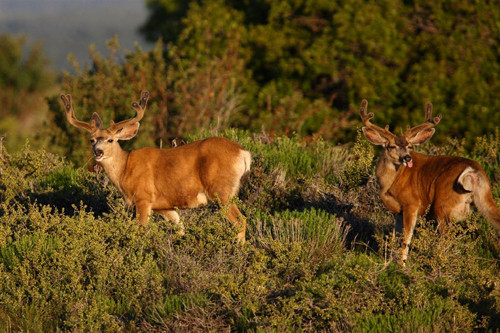 Awesome Velvet Bucks II