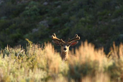 Awesome Velvet Bucks II