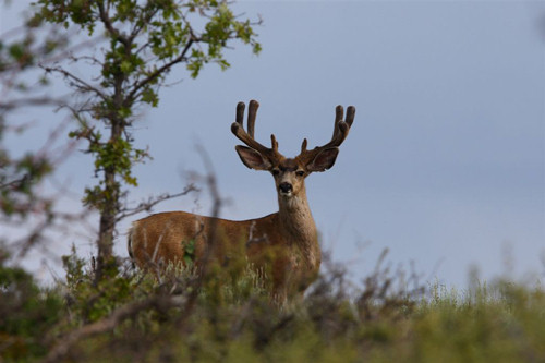 Awesome Velvet Bucks II