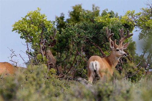 Awesome Velvet Bucks II