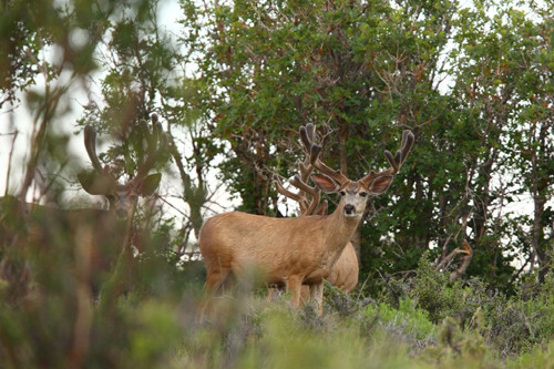 Awesome Velvet Bucks II