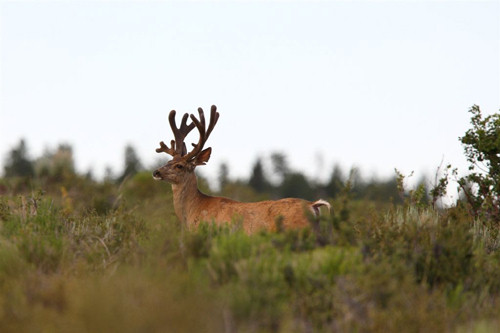 Awesome Velvet Bucks II