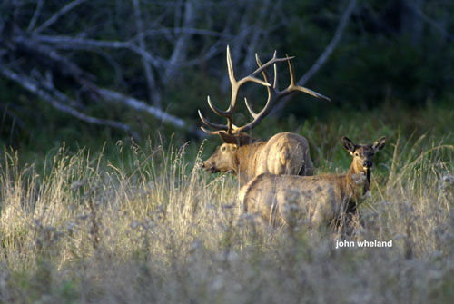 Big Bucks & Bulls