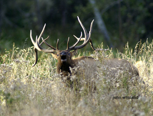 Big Bucks & Bulls