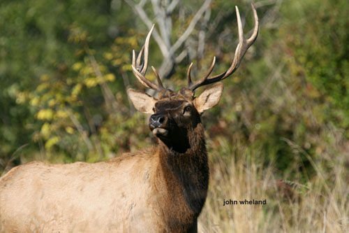 Big Bucks & Bulls
